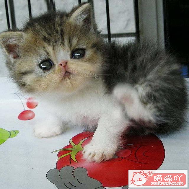 �����ʺ���������ʮ��è��ԭ����ͼ5