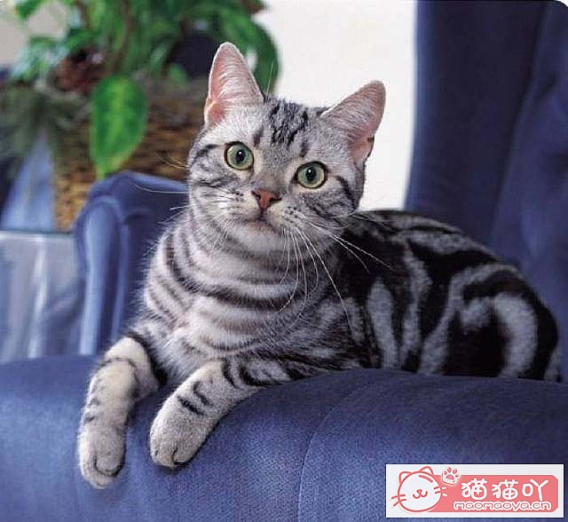 �����ʺ���������ʮ��è��ԭ����ͼ7