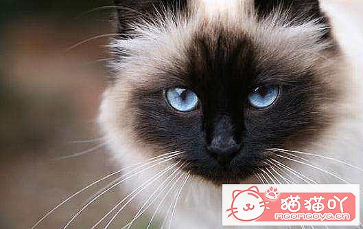 �����ʺ���������ʮ��è��ԭ����ͼ9