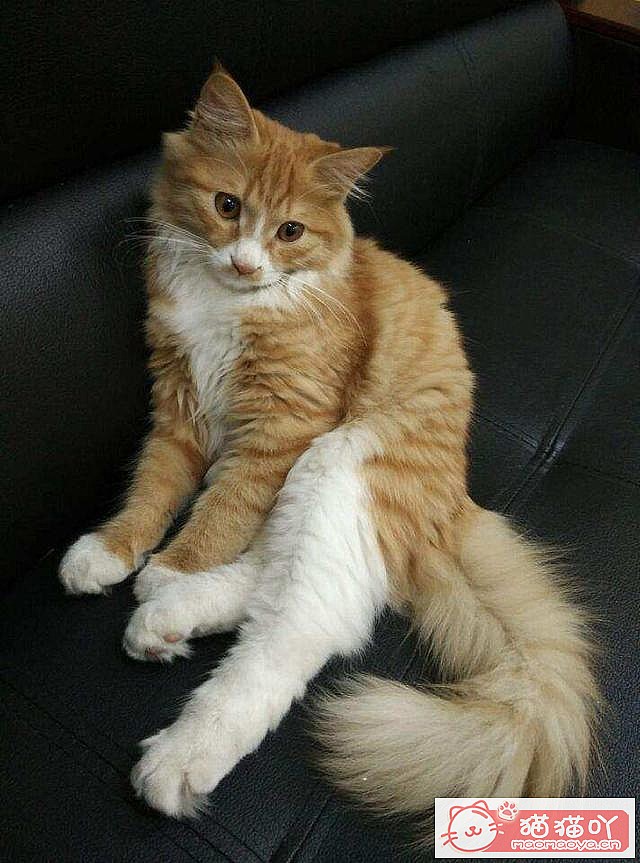 �����ʺ���������ʮ��è��ԭ����ͼ8