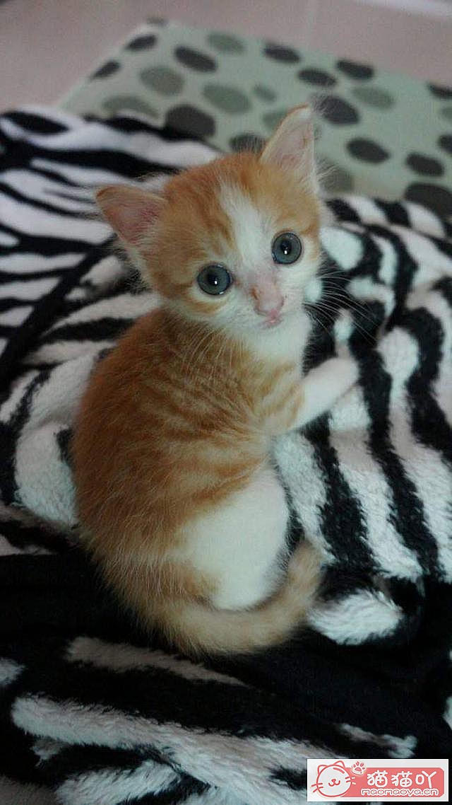 �����ʺ���������ʮ��è��ԭ����ͼ10