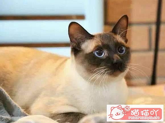 �����Ϻ�����6��è�䡷ԭ����ͼ5