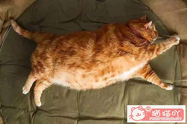 �����Ϻ�����6��è�䡷ԭ����ͼ3