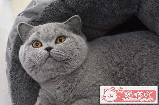 �����Ϻ�����6��è�䡷ԭ����ͼ4