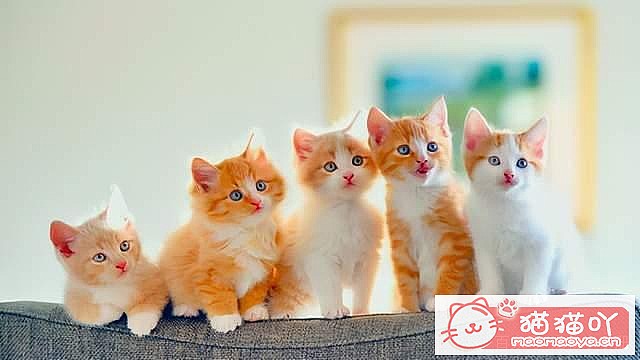 �����Ϻ�����6��è�䡷ԭ����ͼ1