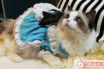 �����Ϻ�����6��è�䡷ԭ����ͼ2