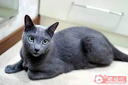 �����Ϻ�����6��è�䡷ԭ����ͼ6