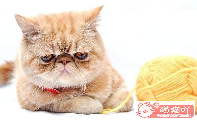 �����Ϻ�����6��è�䡷ԭ����ͼ7