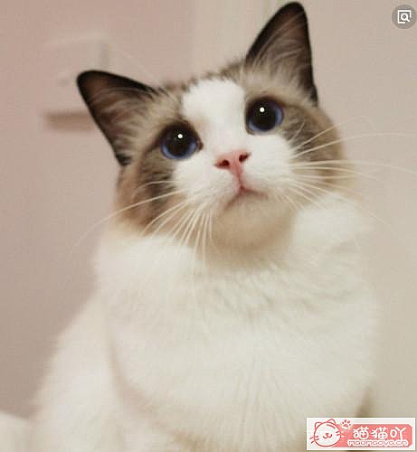 ����������Ĵ�ëè��ԭ����ͼ1