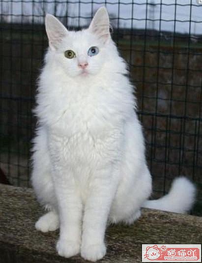 ����������Ĵ�ëè��ԭ����ͼ2