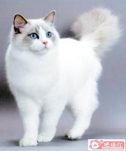 ����������Ĵ�ëè��ԭ����ͼ3