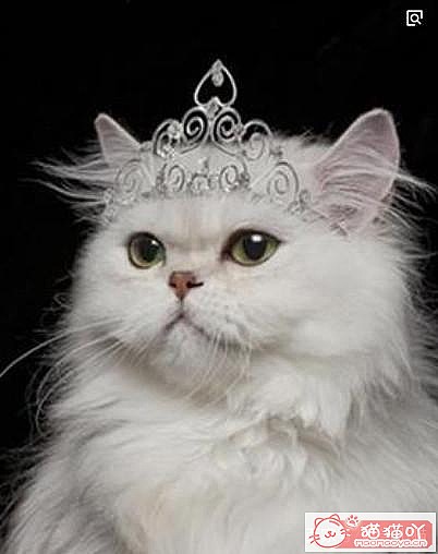 ����������Ĵ�ëè��ԭ����ͼ4