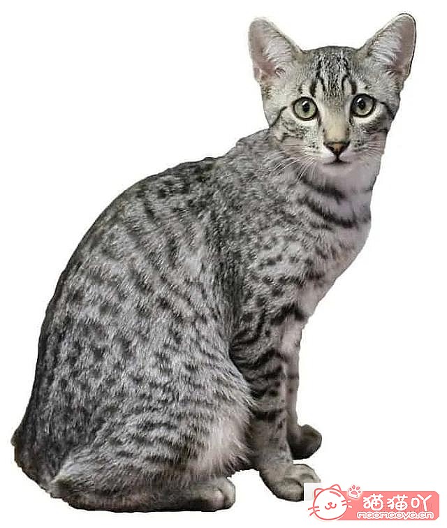 ����������󶥼��ݳ�èƷ�����а�top19��ԭ����ͼ4