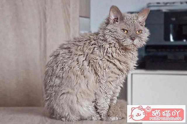 ����������󶥼��ݳ�èƷ�����а�top19��ԭ����ͼ2