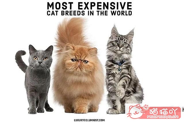 ����������󶥼��ݳ�èƷ�����а�top19��ԭ����ͼ1