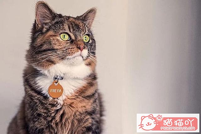 ����������󶥼��ݳ�èƷ�����а�top19��ԭ����ͼ3