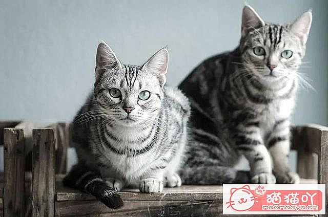 ����������󶥼��ݳ�èƷ�����а�top19��ԭ����ͼ5