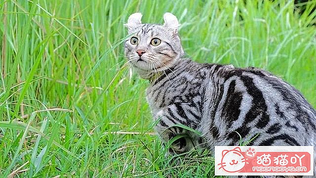 ����������󶥼��ݳ�èƷ�����а�top19��ԭ����ͼ7