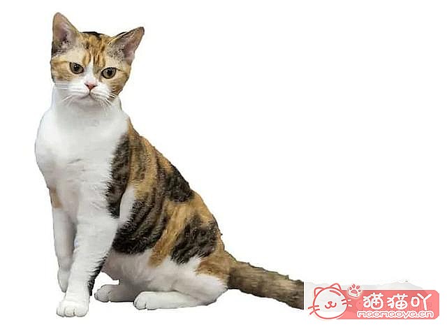 ����������󶥼��ݳ�èƷ�����а�top19��ԭ����ͼ6