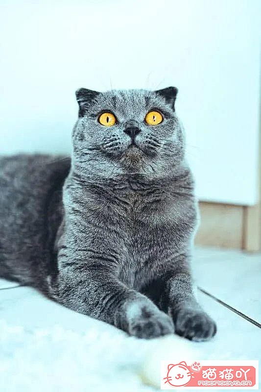 ����������󶥼��ݳ�èƷ�����а�top19��ԭ����ͼ11