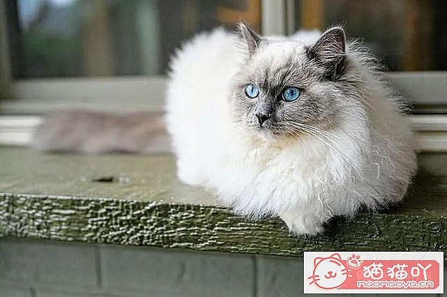 ����������󶥼��ݳ�èƷ�����а�top19��ԭ����ͼ8