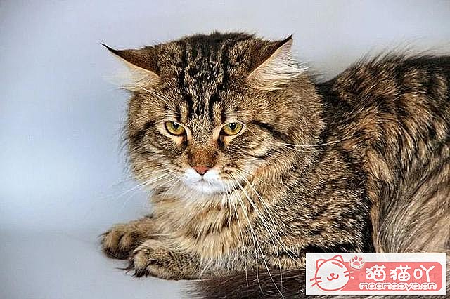 ����������󶥼��ݳ�èƷ�����а�top19��ԭ����ͼ9