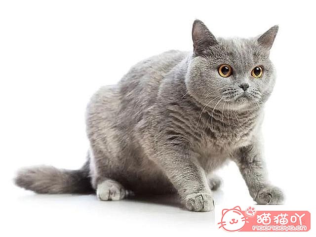 ����������󶥼��ݳ�èƷ�����а�top19��ԭ����ͼ10