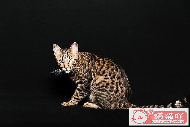 ����������󶥼��ݳ�èƷ�����а�top19��ԭ����ͼ15