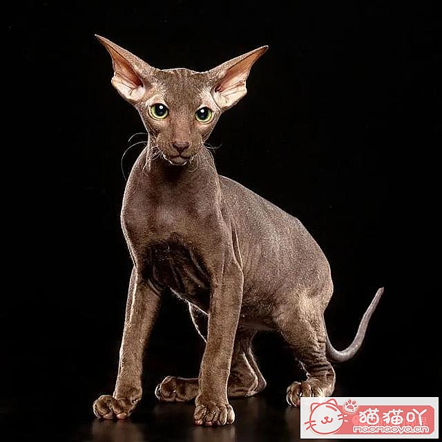 ����������󶥼��ݳ�èƷ�����а�top19��ԭ����ͼ16