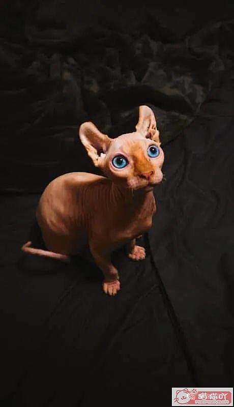 ����������󶥼��ݳ�èƷ�����а�top19��ԭ����ͼ13