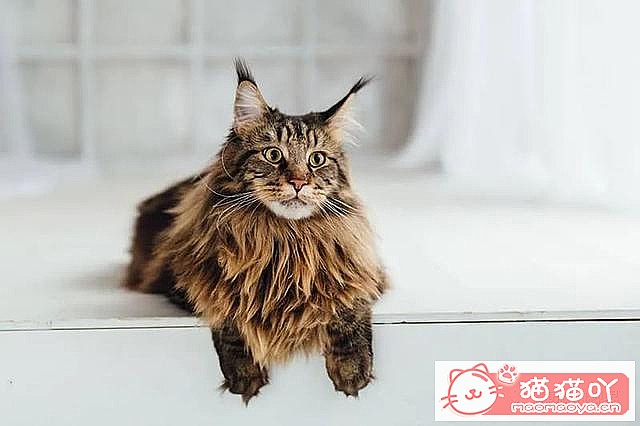 ����������󶥼��ݳ�èƷ�����а�top19��ԭ����ͼ14