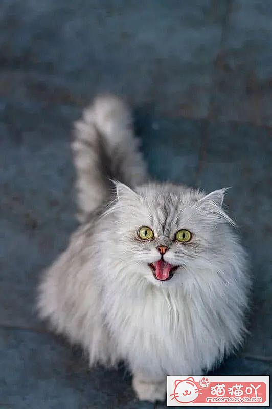 ����������󶥼��ݳ�èƷ�����а�top19��ԭ����ͼ17