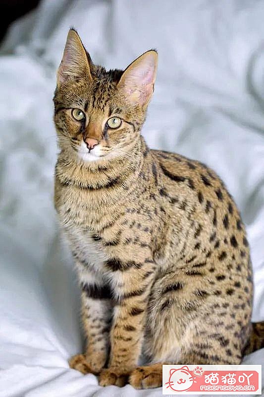 ����������󶥼��ݳ�èƷ�����а�top19��ԭ����ͼ20