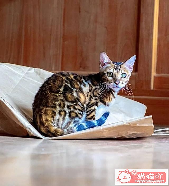 ����������󶥼��ݳ�èƷ�����а�top19��ԭ����ͼ19