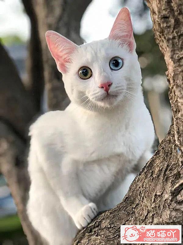 ����������󶥼��ݳ�èƷ�����а�top19��ԭ����ͼ18