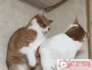 ��è�������������������è�䡷ԭ����ͼ1