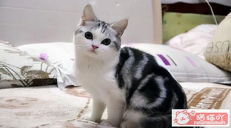 ��è�������������������è�䡷ԭ����ͼ2