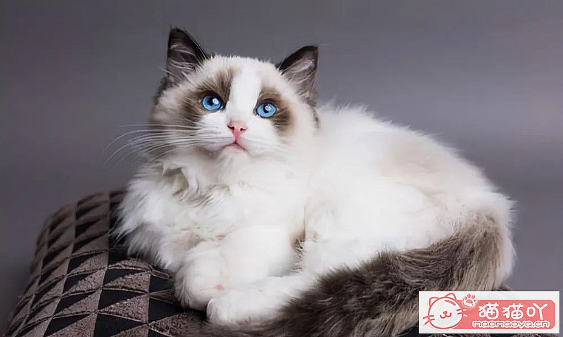 ��è�������������������è�䡷ԭ����ͼ5