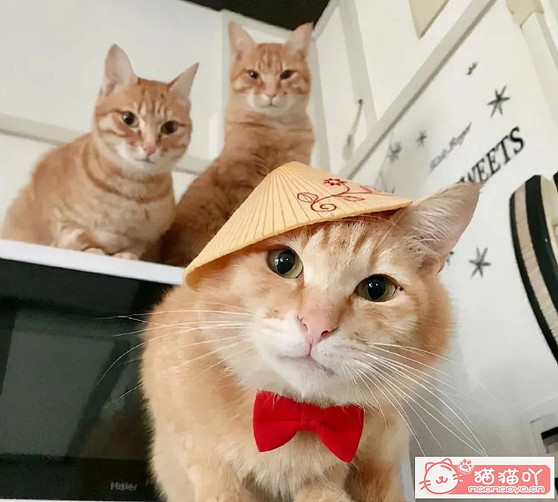 ��è�������������������è�䡷ԭ����ͼ8