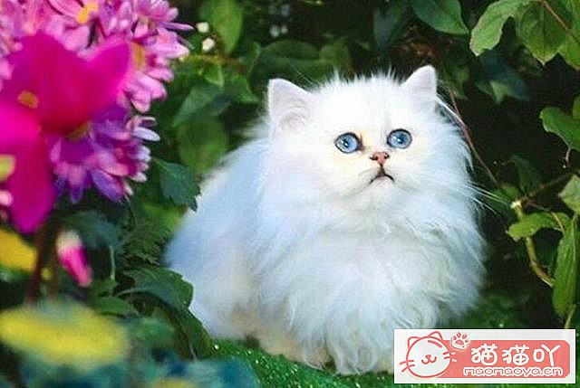 ��è����������top7��ԭ����ͼ2