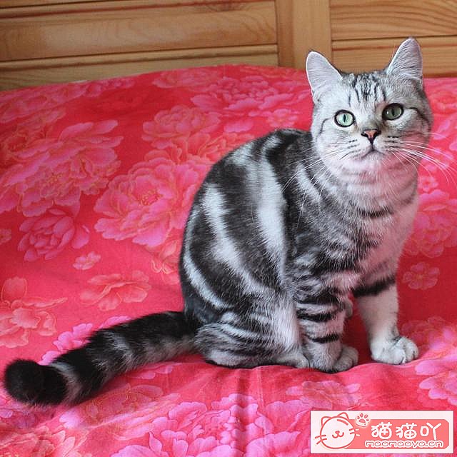 ��è����������top7��ԭ����ͼ4