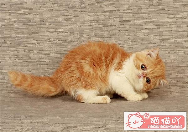 ��è����������top7��ԭ����ͼ3