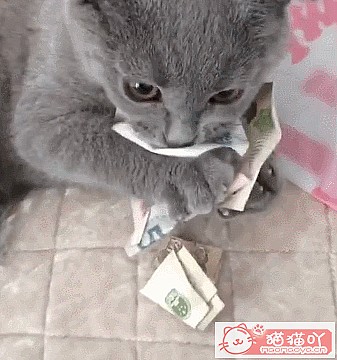 ��è����������top7��ԭ����ͼ5