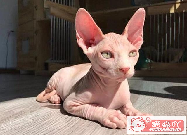 ��è����������top7��ԭ����ͼ8