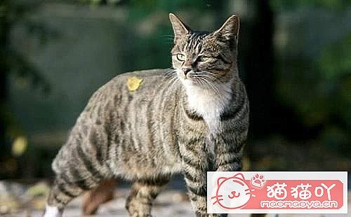 ��è����������top7��ԭ����ͼ7