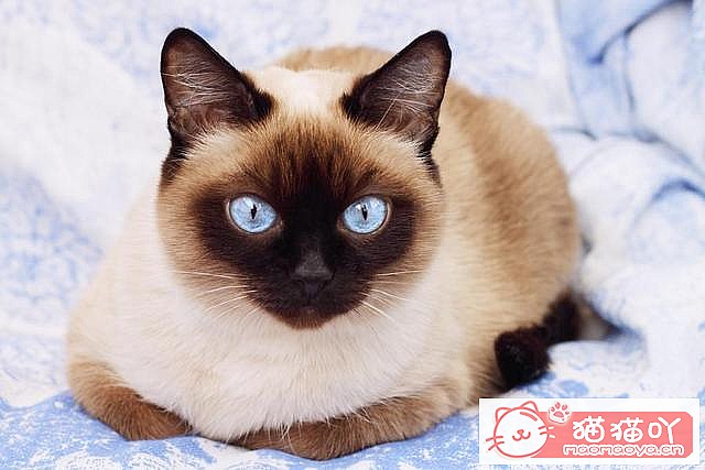 ��è����������top7��ԭ����ͼ6