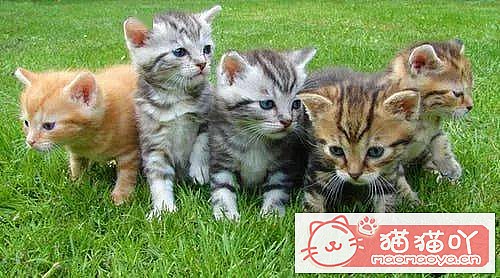 ��è���������а��������ètop10��ԭ����ͼ1