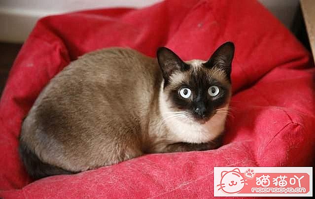 ���ʡǮ����5��è�䡷ԭ����ͼ5