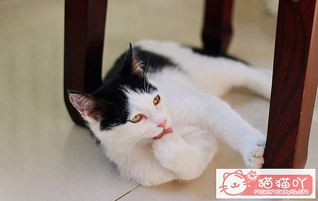 ���ʡǮ����5��è�䡷ԭ����ͼ6