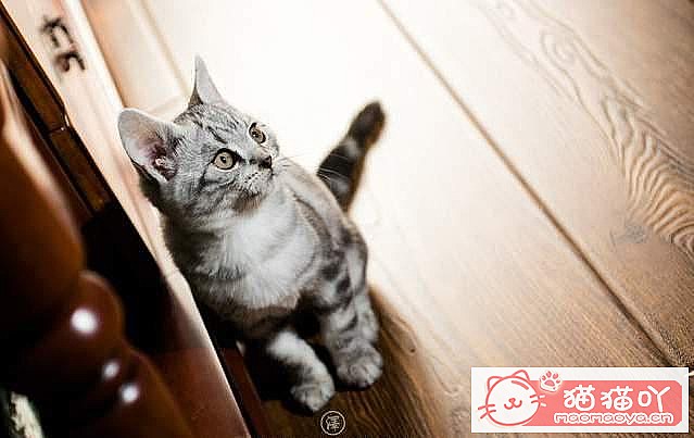 ���ʡǮ����5��è�䡷ԭ����ͼ4